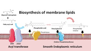 Biosynthesis of membrane phospholipids [upl. by Odele]