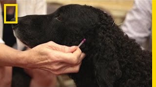 Treating Animals With Acupuncture  National Geographic [upl. by Stoller]