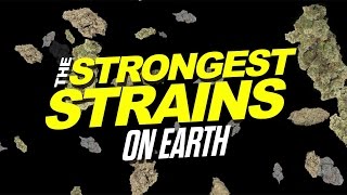 2015 Strongest Strains On Earth [upl. by Ozner]