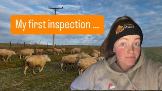 New fencing equipment amp sheep inspections [upl. by Benis]