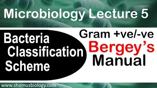 Microbiology lecture 5 Gram positive vs Gram negative Bergey’s manual [upl. by Rennold]