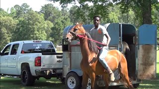 Louisiana Trail Riders Unloading American Saddlebreds at Magnolia Arkansas Trail Ride OTF [upl. by Currey]