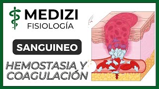 Clase 36 Fisiología Sanguínea  Hemostasia y coagulación Plaquetas IGdoctorpaiva [upl. by Iatnahs]