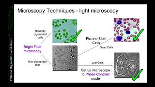 Microscopy Techniques [upl. by Esertap504]