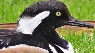 Hooded Merganser Male [upl. by Lauter]