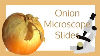 Onion Cell Microscope Slide Experiment [upl. by Aker]