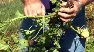 Overwintering Geraniums [upl. by Iahc]