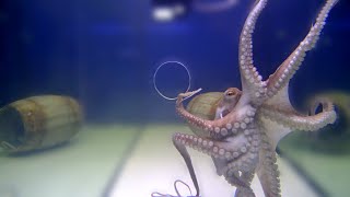 Big Octopus VS Small Holes  Incredible Squeezing Abilities [upl. by Volnay]