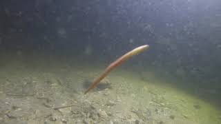 A Lancelet Branchiostoma swims with the fish and crabs at night [upl. by Desdemona]