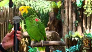 Amazing parrot Quito sings quotOld MacDonaldquot [upl. by Enovad]