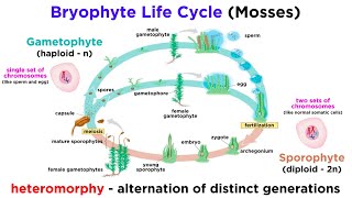 Bryophytes and the Life Cycle of Plants [upl. by Esyle]