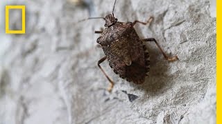 Fighting the Invasive Stinkbug  National Geographic [upl. by Dodie]