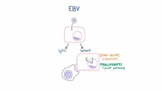 Epstein Barr Virus EBV and Cancer [upl. by Apostles]