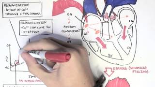 Cardiology  Relationship of conduction system ventricular contraction and ECG [upl. by Guarino]