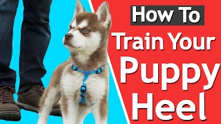 How To Teach your Puppy to Heel [upl. by Anide602]