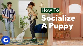 How To Socialize a Puppy  Chewtorials [upl. by Folberth]