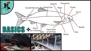 Do Sharks Have Bones  8 More Amazing Facts About Sharks [upl. by Kironde662]