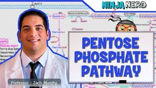 Metabolism  Pentose Phosphate Pathway [upl. by Bywoods887]