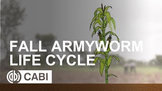 Fall Armyworm Life Cycle [upl. by Arayt71]