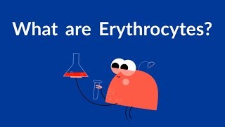 What are Erythrocytes Red Blood Cells [upl. by Osrock216]