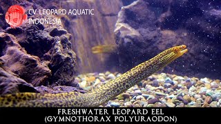 Gymnothorax polyuraodon The MAGICAL Freshwater Moray Eel Leopard Aquatic G033A [upl. by Dolloff]