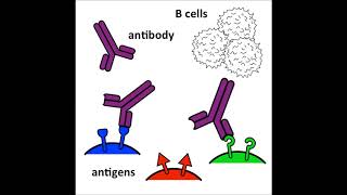 Antibodies  an introduction [upl. by Rue]