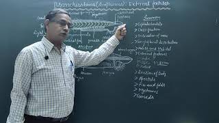 External features of BranchiostomaAmphioxus [upl. by Malilliw]