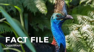 Facts about the Cassowary [upl. by Ominorej]