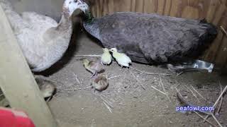 Peahen Clucking Sounds Peacock Minute peafowlcom [upl. by Billen965]