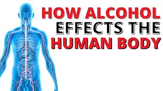 Alcohol Effects on the Human Body  Explained [upl. by Cowden]