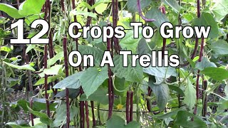 Vertical Gardening  12 Vegetables That Can Be Grown On A Trellis [upl. by Yrdnal]