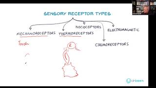 Types of Sensory Receptors [upl. by Rehtnug]