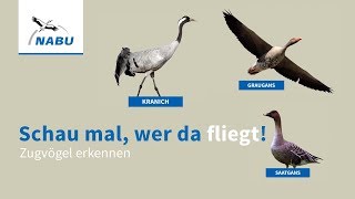 Kraniche und Gänse Zugvögel am Himmel erkennen [upl. by Nesaj]