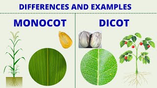 MONOCOT vs DICOT  Differences between Monocotyledon and Dicotyledon with Examples  Science Lesson [upl. by Enuj]