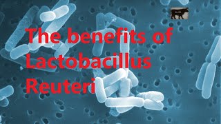 The benefits of Lactobacillus Reuteri [upl. by Htez553]