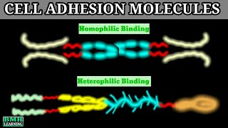 Cell Adhesion Molecules  CAMS  Cadherin Integrin IGCAMS Selectin [upl. by Sudnak]