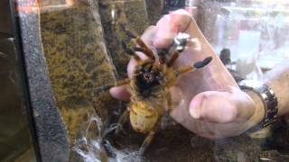 Pterinochilus murinus Pickup Grab OBT Orange Baboon Tarantula Orange Bitey Thing [upl. by Supple]