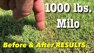 Milorganite Fertilizer Before amp After 1000 POUND Application Bermuda Grass UPDATE [upl. by Manchester]