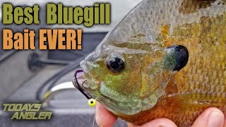 Best BIG Bluegill Bait Ever  How To  Todays Angler [upl. by Frodin828]