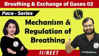 Breathing and Exchange of Gas  02  Mechanism and Regulation of Breathing Class 11 NEET [upl. by Lemuel]