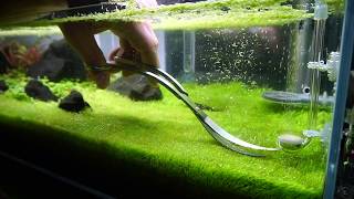 Trimming Utricularia Graminifolia [upl. by Attennhoj]