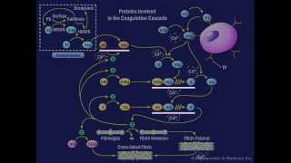 The Coagulation Cascade [upl. by Dnomzed]