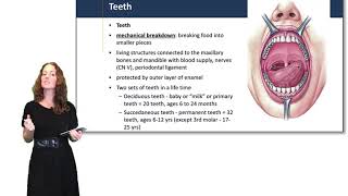 Digestive System Mouth Pharynx amp Esophagus [upl. by Larred427]