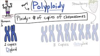 Polyploidy  Tales from the Genome [upl. by Flynn]