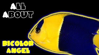 All About The BiColor Angelfish [upl. by Stamata]