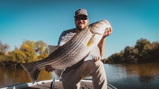 How To Catch Striped Bass [upl. by Milak749]