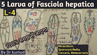 Fasciola hepaticaLarval Stages of Liver FlukeMiracidiumSporocystRediaCercariaMetacercariaBSc1 [upl. by Liban208]