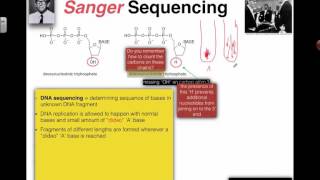 Sanger Sequencing 2016 IB Biology [upl. by Ravid657]