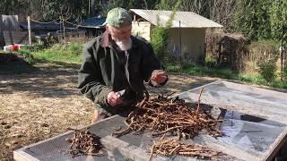 Licorice Root  How to Grow with Michael Pilarski quotSkeeterquot [upl. by Novyert]