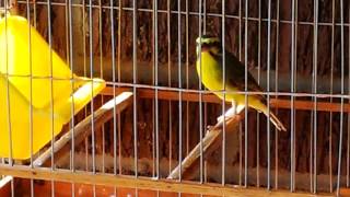 Green singer finch Singing his heart out [upl. by Kort228]